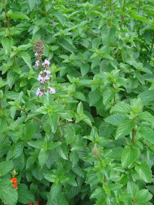 Mentha sp. 'Eau de Cologne'